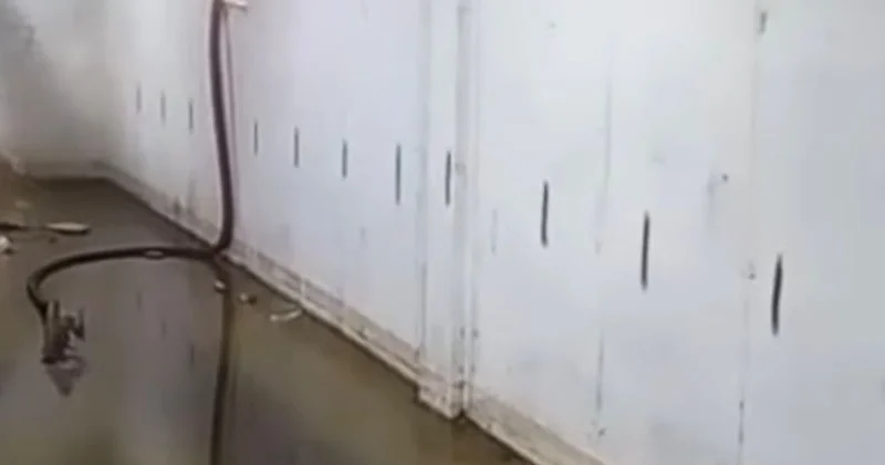 Талдықорғандағы көпқабатты тұрғын үйдің кәріз жүйесі бітеліп, жөртөле сасық суға толды