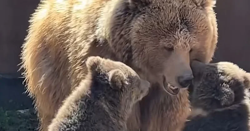 В алматинском зоопарке родились двое медвежат