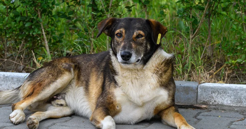 Судьба бездомных животных теперь в руках сената и президента зоозащитники Алматы