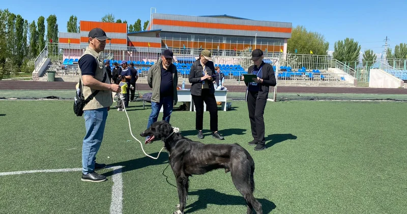 Екі облыста тазы тұқымын анықтауға арналған байқау өтті