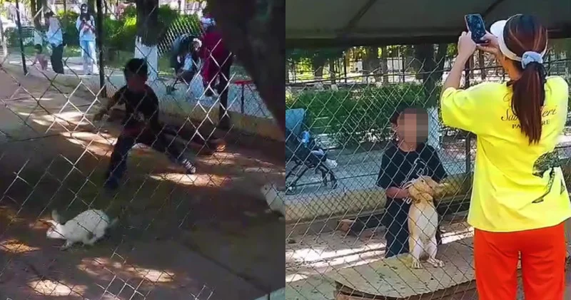 Мамам рұқсат берді . Шымкент хайуанаттар бағында бала қоршауға кіріп кетті