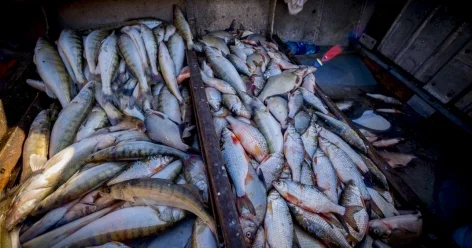 25 фактов браконьерства на воде выявлено в Карагандинской области