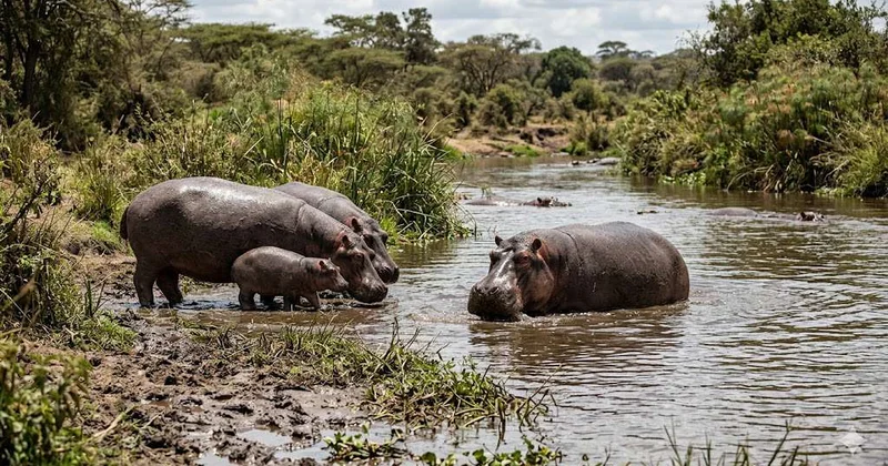 В Колумбии усыпят порядка 80 бегемотов