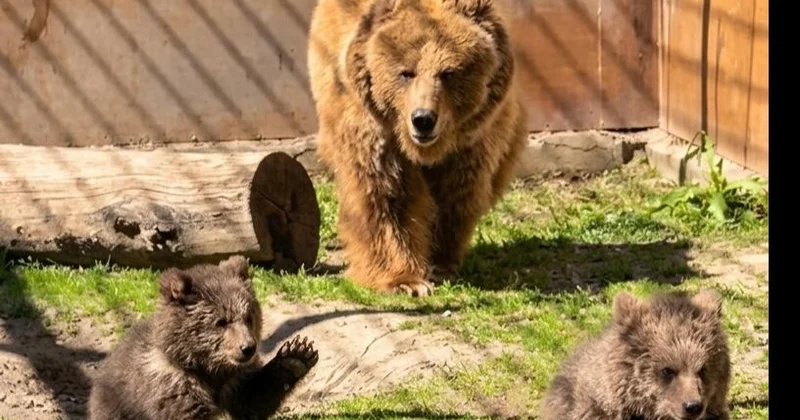 Алматы зообағында Қызыл кітапқа енген қонжықтар дүниеге келді