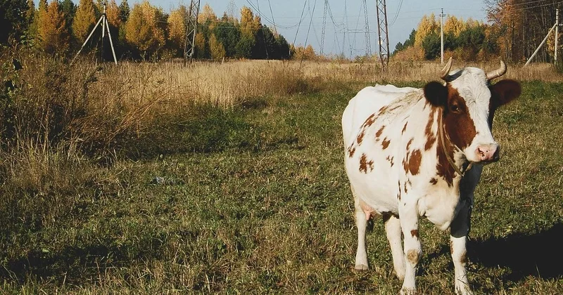 500 тыс. тенге заплатят казахстанке за гибель коровы от удара током