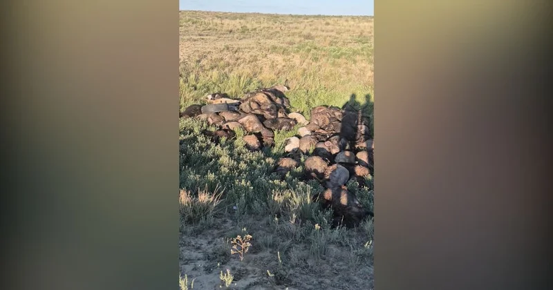 Жылыой ауданындағы шаруалар қолайсыз ауа райынан мыңдаған қойынан айырылды