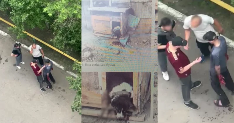 Житель Петропавловска зарезал собаку на глазах у жителей дома