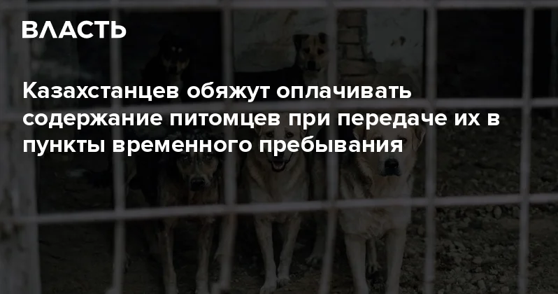Казахстанцев обяжут оплачивать содержание питомцев при передаче их в пункты временного пребывания Аналитический интернет журнал Власть