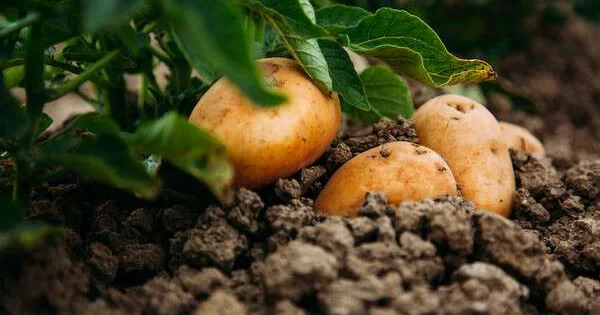 В Южной Корее картофель варится в земле из за рекордной жары