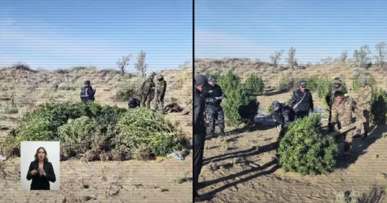 50 двухметровых кустов конопли вырастил житель Жамбылской области