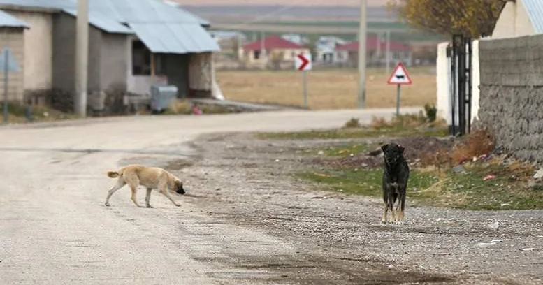 Қостанай облысында 30 дан астам адамды құтырған жануарлар тістеп алған