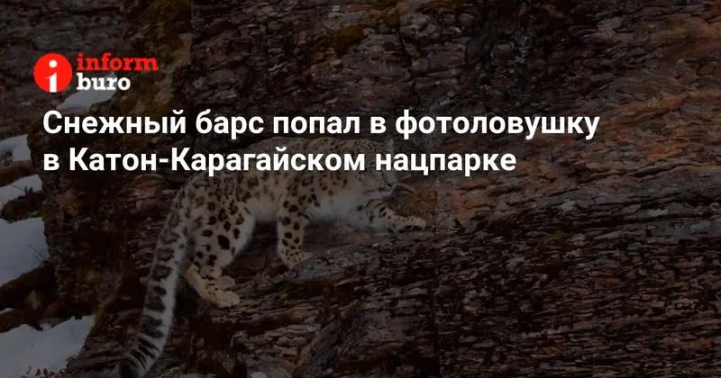 Снежный барс попал в фотоловушку в Катон Карагайском нацпарке