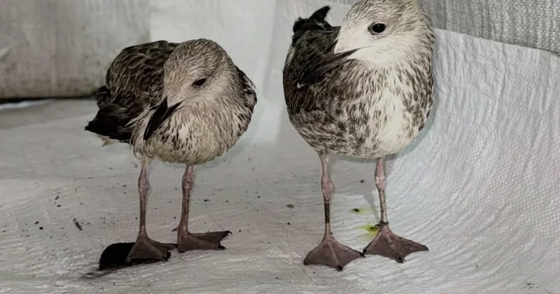 Птенцов чайки спасли и выходили осужденные в Павлодарской области