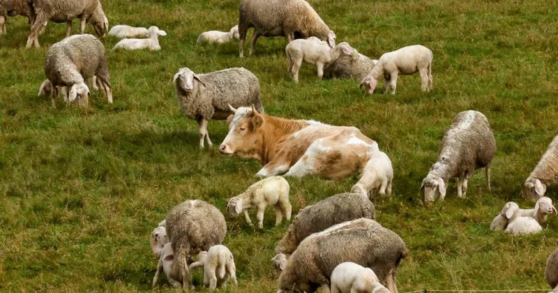 Корова сбежала с фермы и подружилась со стадом овец