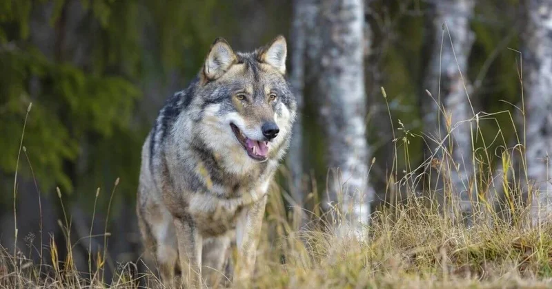 Стаю волков засняли на острове близ Мангистау (ВИДЕО)