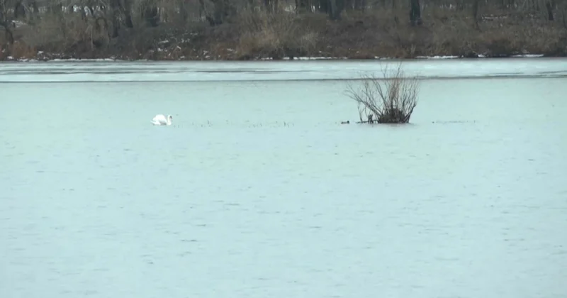Павлодарда бір топ аққу қыстап қалды