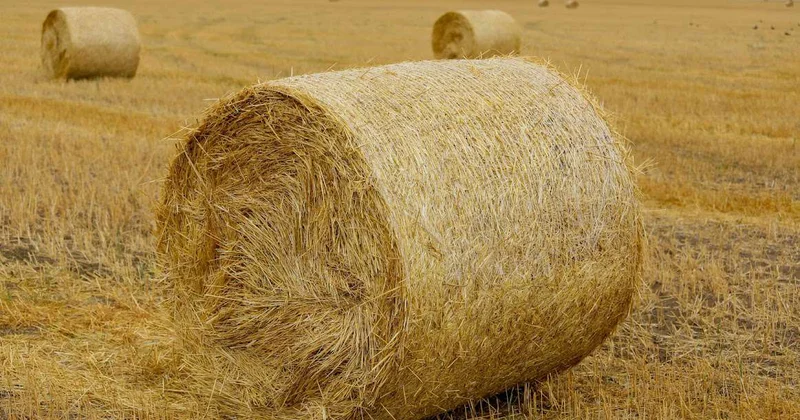 Парадоксальная ситуация : Президент указал на нехватку специалистов в агросекторе