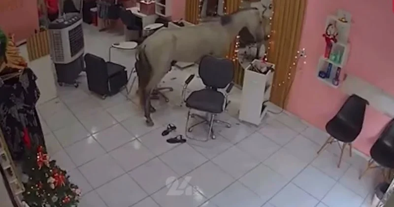 Лошадь зашла в салон красоты и покорила сеть (ВИДЕО)