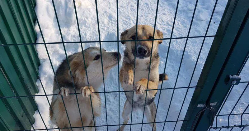 Человек собаке друг? Пока только на словах