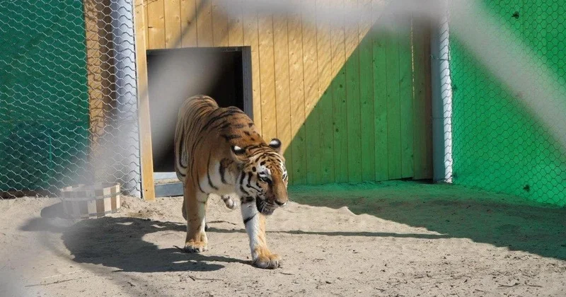 Казахстан получит четырех амурских тигров из России: стала известна дальнейшая судьба животных