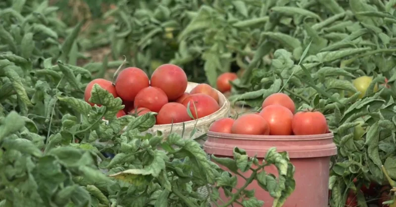 Түркістан облысында 114 мың гектар тамшылатып суарылады