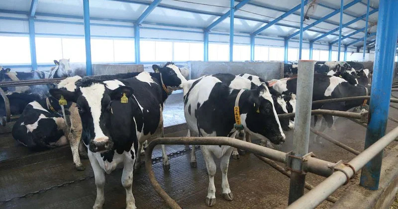 Токаев выделил животноводство как ключевое направление