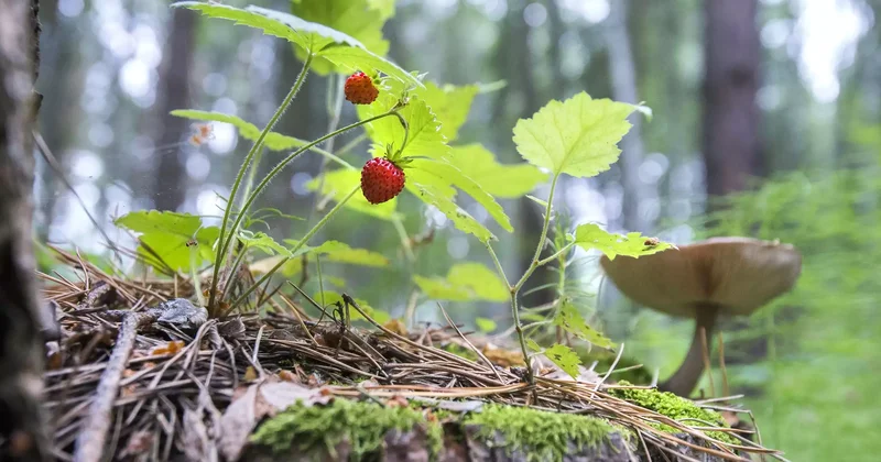 Жетісу облысында аумағы 9 мың гектардан асатын орман есепке алынбай қалған