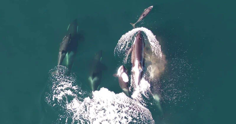 Морские биологи впервые зафиксировали совместную охоту косаток и дельфинов