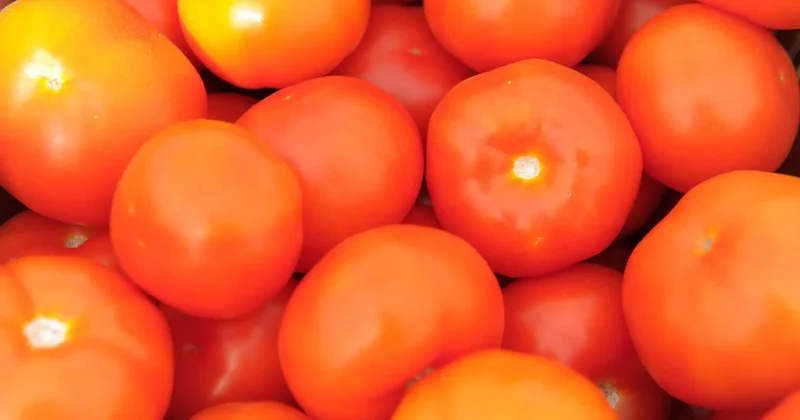 Қазақстанға әкелінген қызанақтан қауіпті вирус анықталды