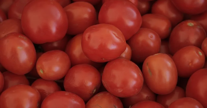 Зараженные семена томатов хотели завезти в Казахстан из Кореи