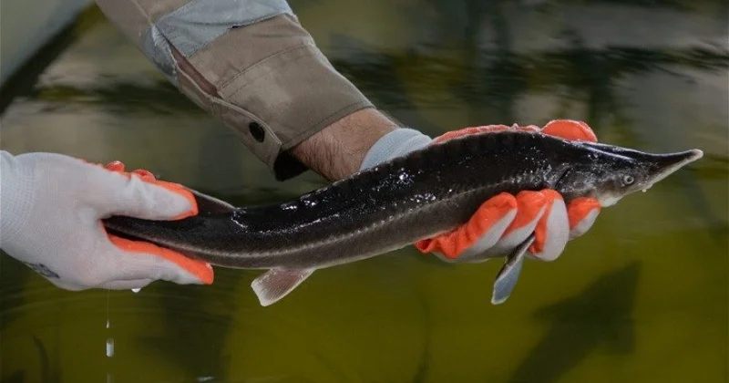 Елімізде балық шаруашылығын мемлекеттік қолдаудың кешенді шаралары іске қосылды