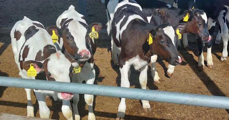 Животноводы объединились в союз