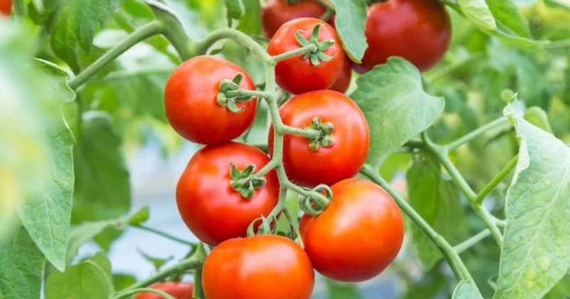 Зараженную опасным вирусом продукцию пытались ввезти в Казахстан