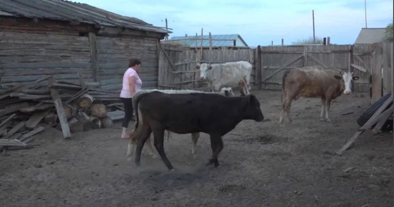 Жеке қосалқы шаруашылықтар қолдауды қажет етеді