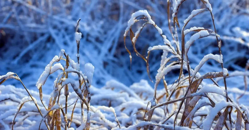 Прогноз погоды на 16 января: на востоке страны температура понизится до 36 градусов