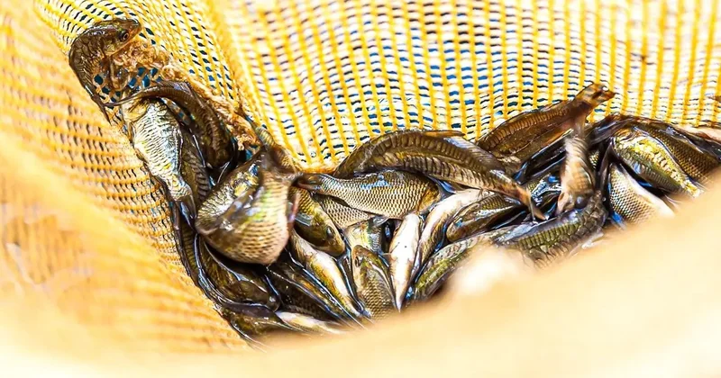 Балық ресурстары және басқа да су жануарлары дериваттарының тізбесі бекітілді