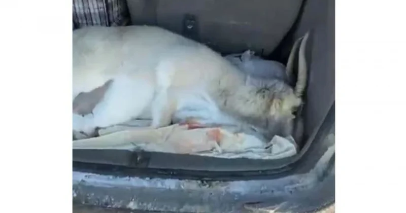 Қарағандыда жүргізуші көлігінен ақбөкеннің өлексесі табылды