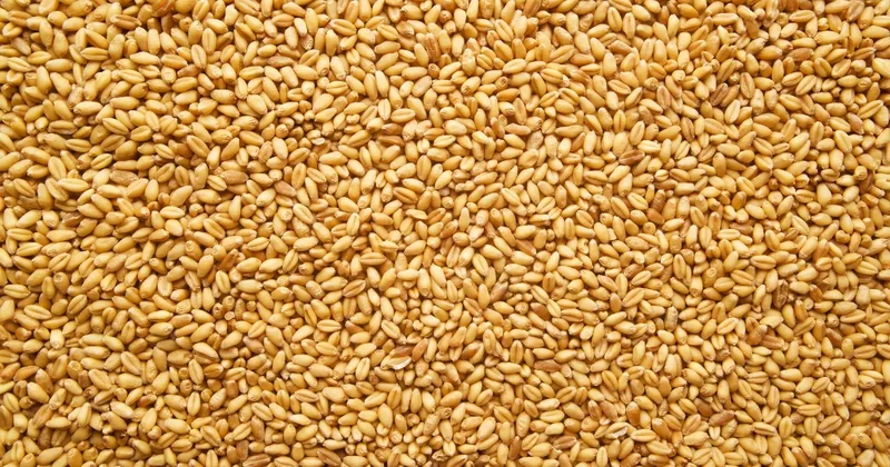 850 тонн научного зерна выбросили на свалку в Акмолинской области