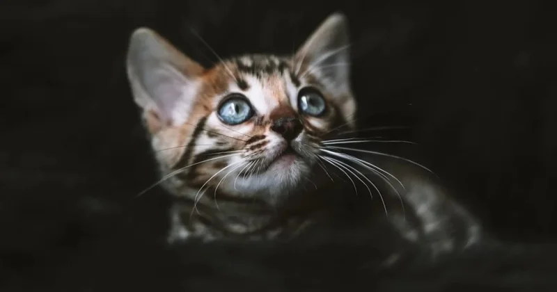 Около 20 кошек и котят вывезли и выбросили в степи в области Абай