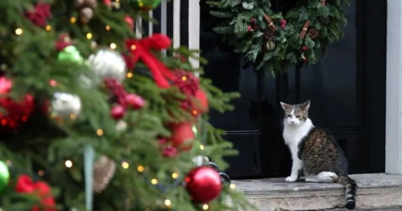 Главный мышелов Великобритании кот Ларри отмечает 15 лет службы