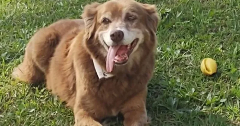 История верного пса изменила правила захоронения в Бразилии