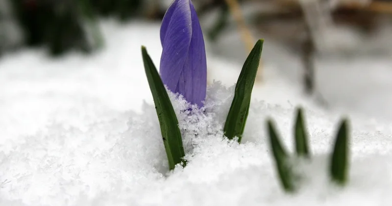 Новая рабочая неделя в Алматы начнётся с заморозков и закончится теплом