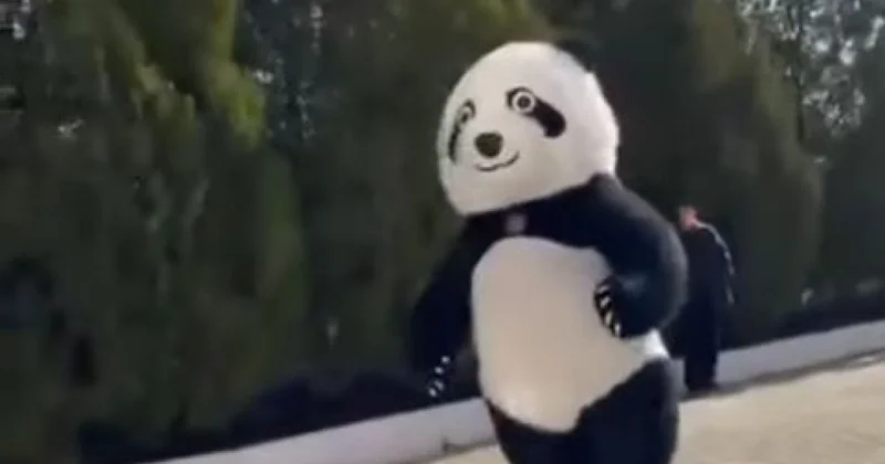 Кунг фу Панду заметили на одном из участков в Туркестанской области (ВИДЕО)