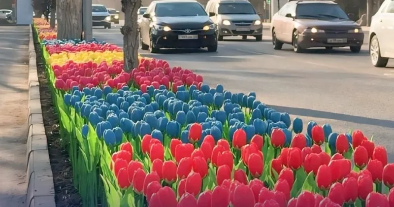 Ситуацию с искусственными тюльпанами на улицах Тараза разъяснили в акимате (ВИДЕО)