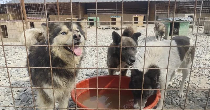 Молчание согласие на убийство. Свыше 50 тысяч казахстанцев выступили против эвтаназии бездомных собак и кошек