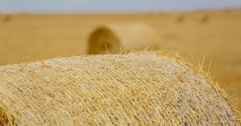 Казахстан и Турция реализуют инвестпроекты в АПК на сумму более $1 млрд