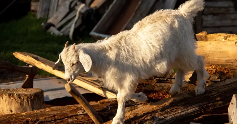 Ущерб в 100 млн тенге: женщину осудили за аферу с поставками скота в Жетысуской области