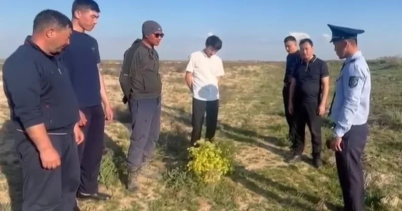 Түркістанда кеурек өсімдігін заңсыз жинауға қарсы күрес қалай жүргізіледі