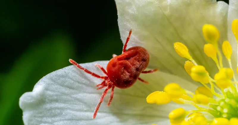 Алматыдағы кенелер: 334 шағу оқиғасы, белгілері және көктемгі қорғаныс