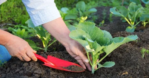 В Казахстане займутся развитием сферы селекции растений